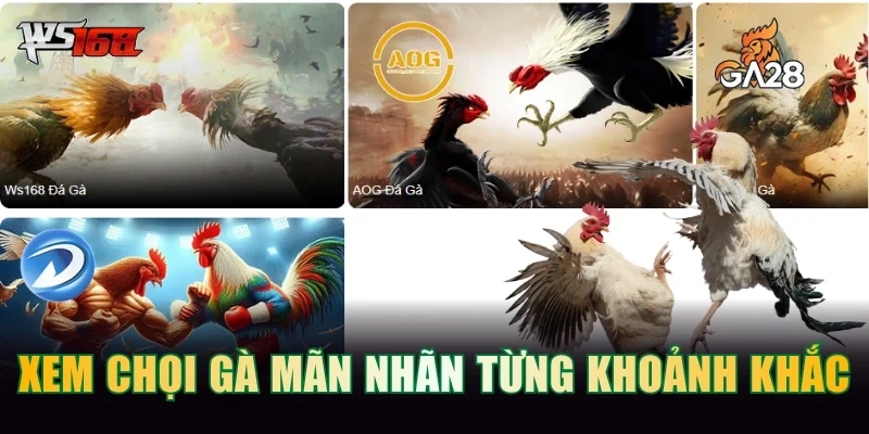 GOOD88 – Nhà Cái Good88.Com Chính Thống | Đăng Ký +2026k 66 Theo dõi chọi gà mãn nhãn từng khoảnh khắc